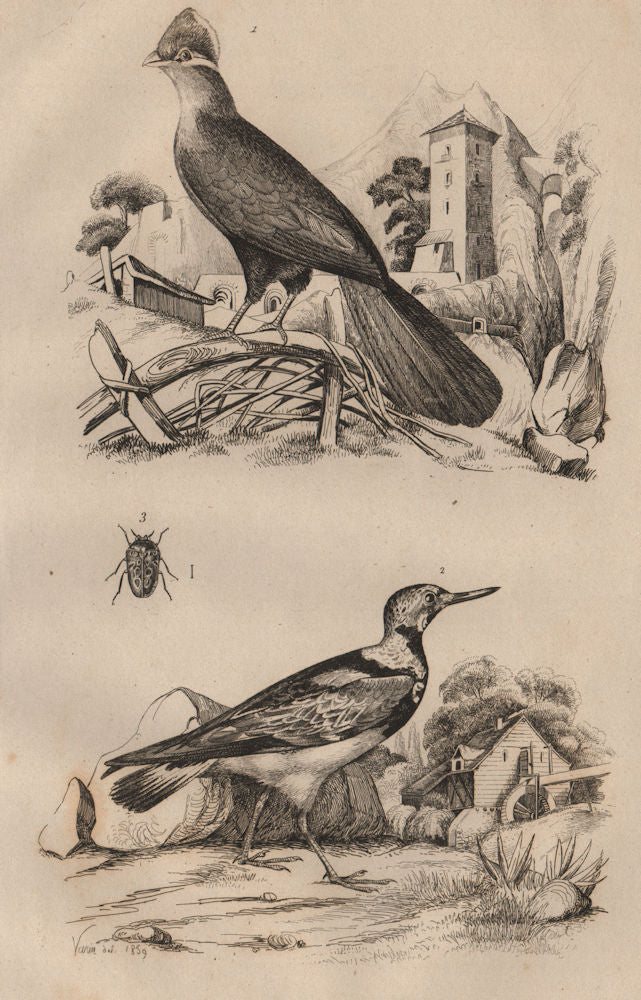 Touroco (Guinea Turaco bird). Tournepierre (Eurasian Wryneck). Trachyde 1834